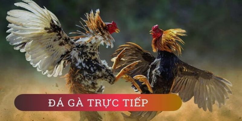 Tổng hợp thông tin về đá gà trực tiếp c1